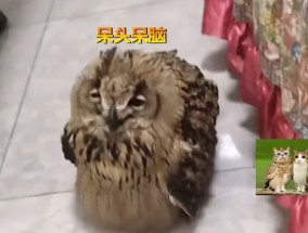 ​黑龙江一男子救助猫头鹰却“放生失败”，网友：赖着不走了